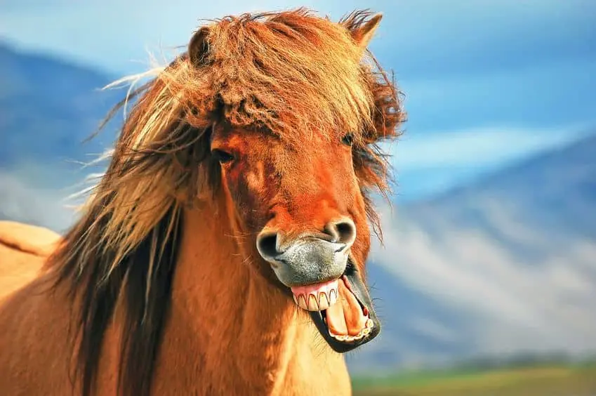 Horses Mouth